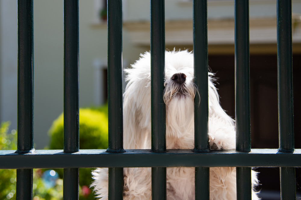 Ensuring Your Pet's Safety with a High-Quality Fence